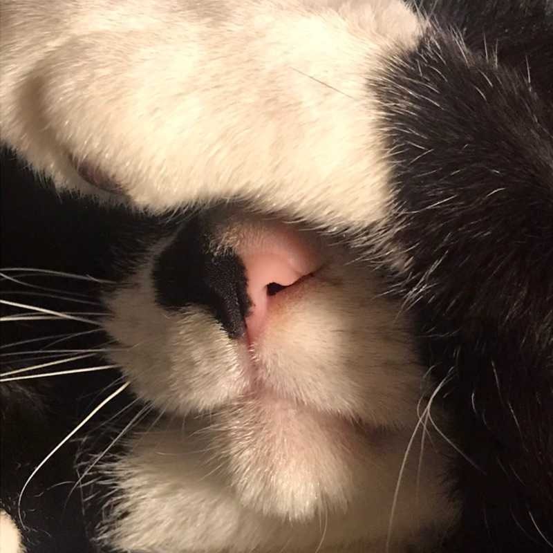 光夏