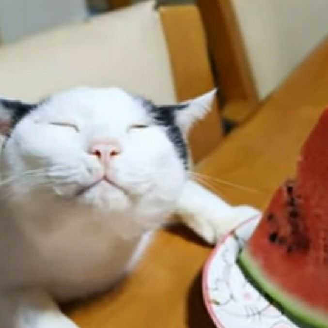 もちおさん