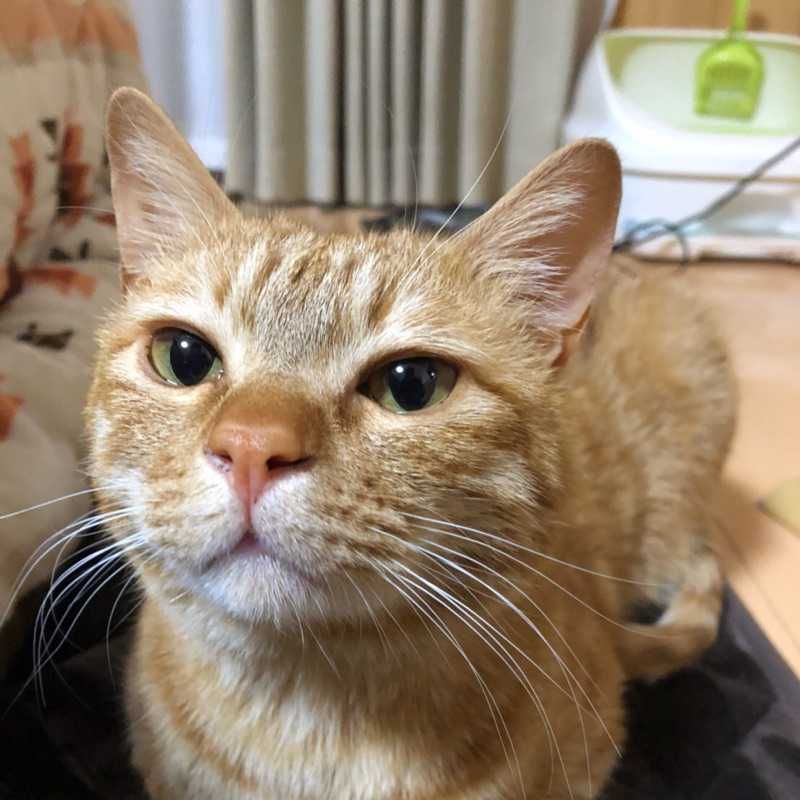 ユーザーアイコン