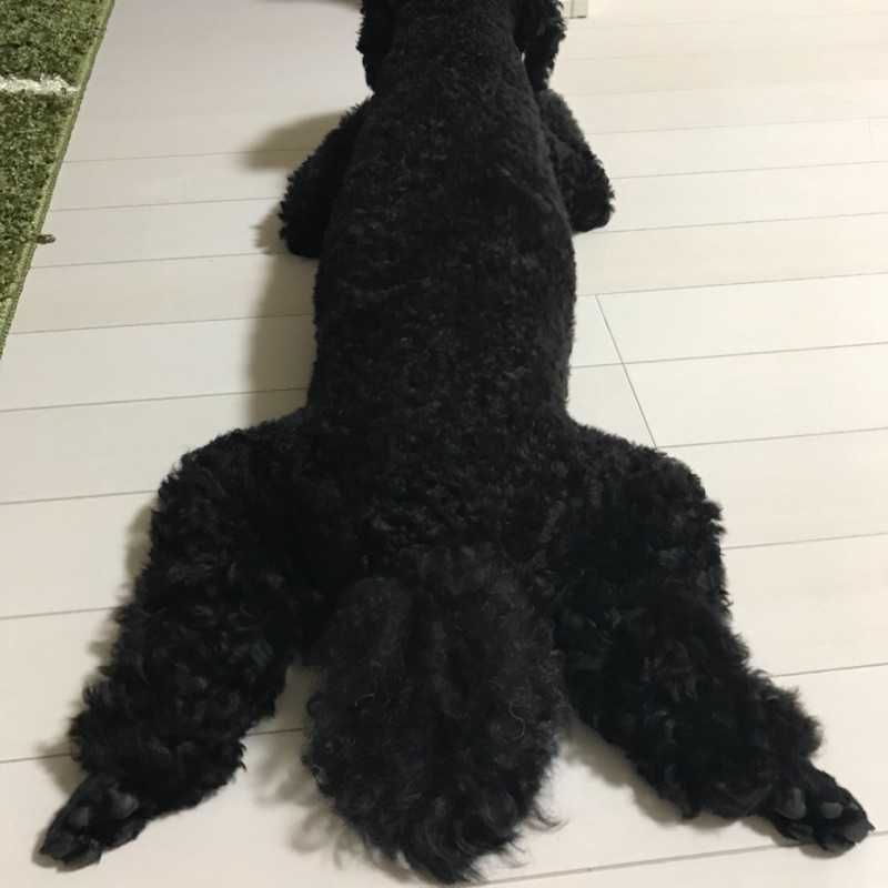ダイ