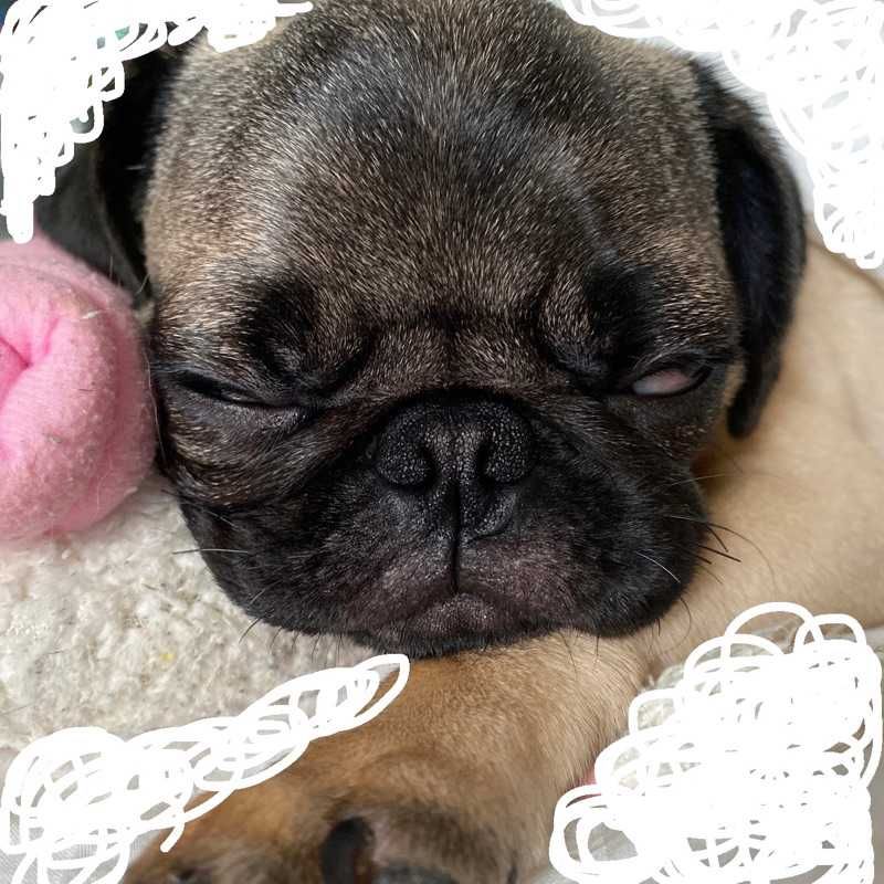 BUBU