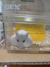 メロン
