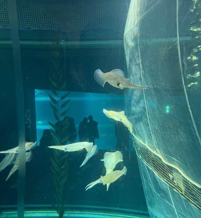 10年ぶりの海遊館面白すぎた。特に、瀬戸内海ゾーンとアオリイ