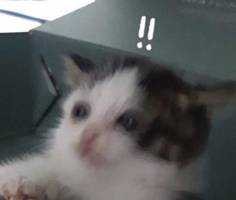 むぎラニ