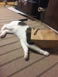 とらのすけ(出品者)