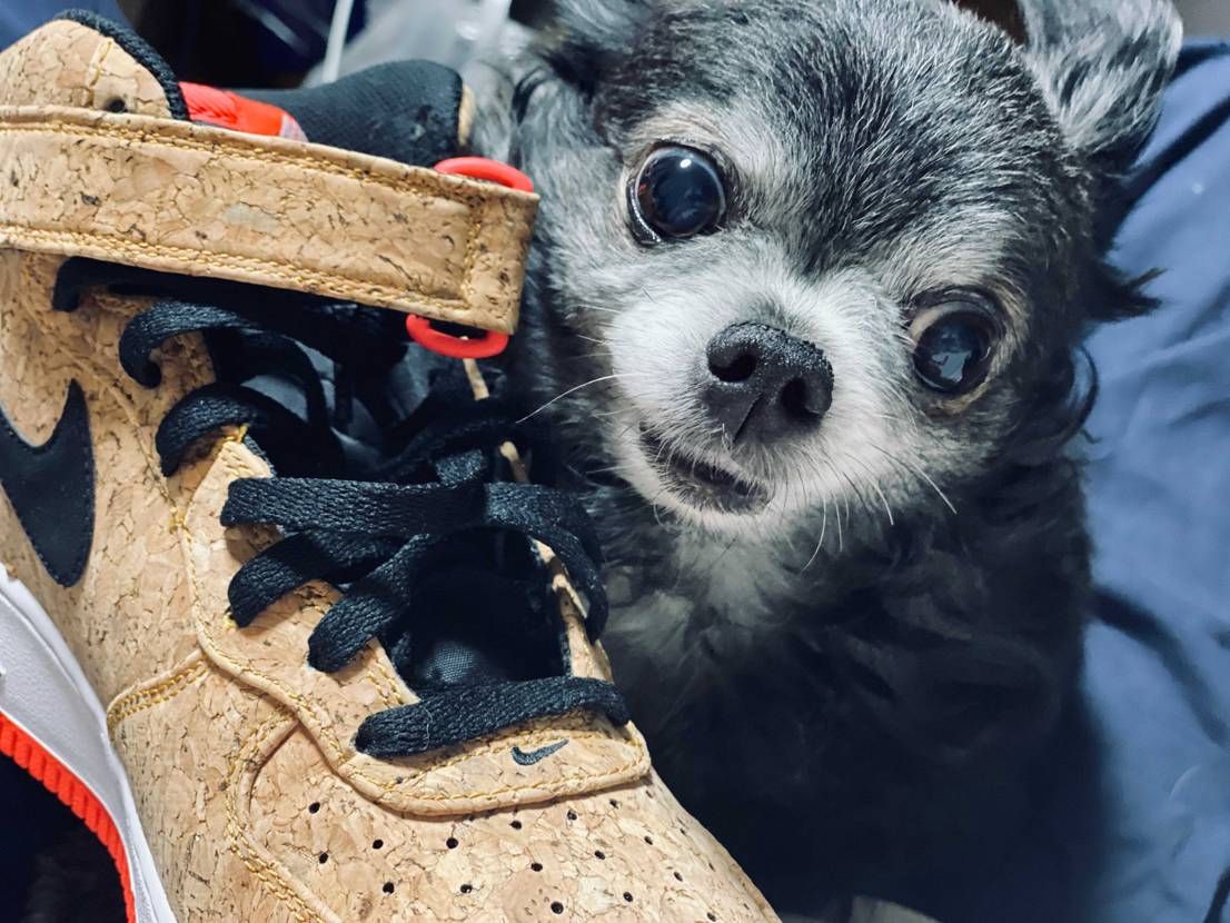 紐通しやスニーカーを眺めていたら、ワンちゃんが構ってちゃんアピール。ww