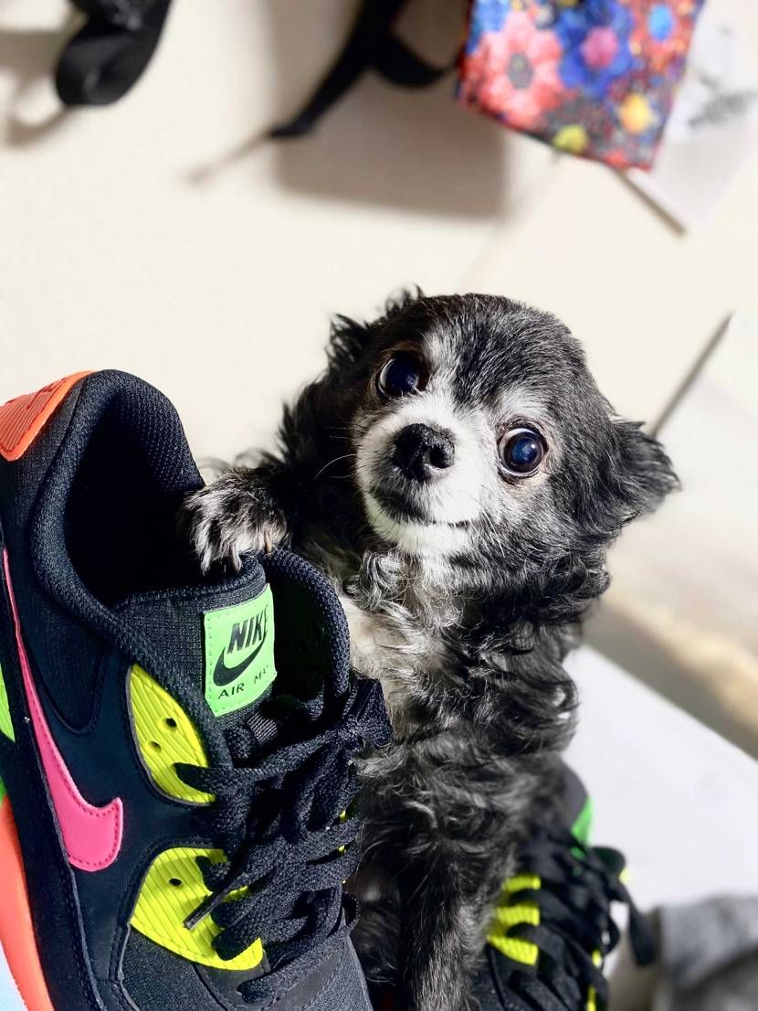 airmax  ネオン‼️

スニーカー整理していたら、
