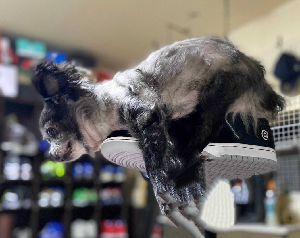 熊に似ているワンちゃんと熊ダンク🐻🐻