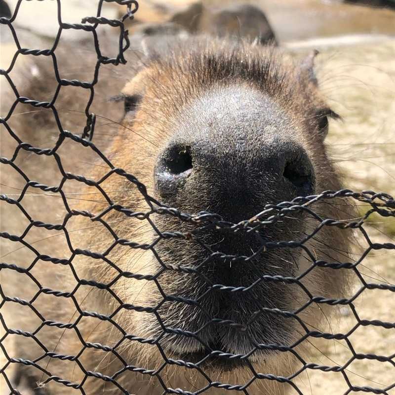 りゅうせい