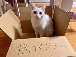 こまつ