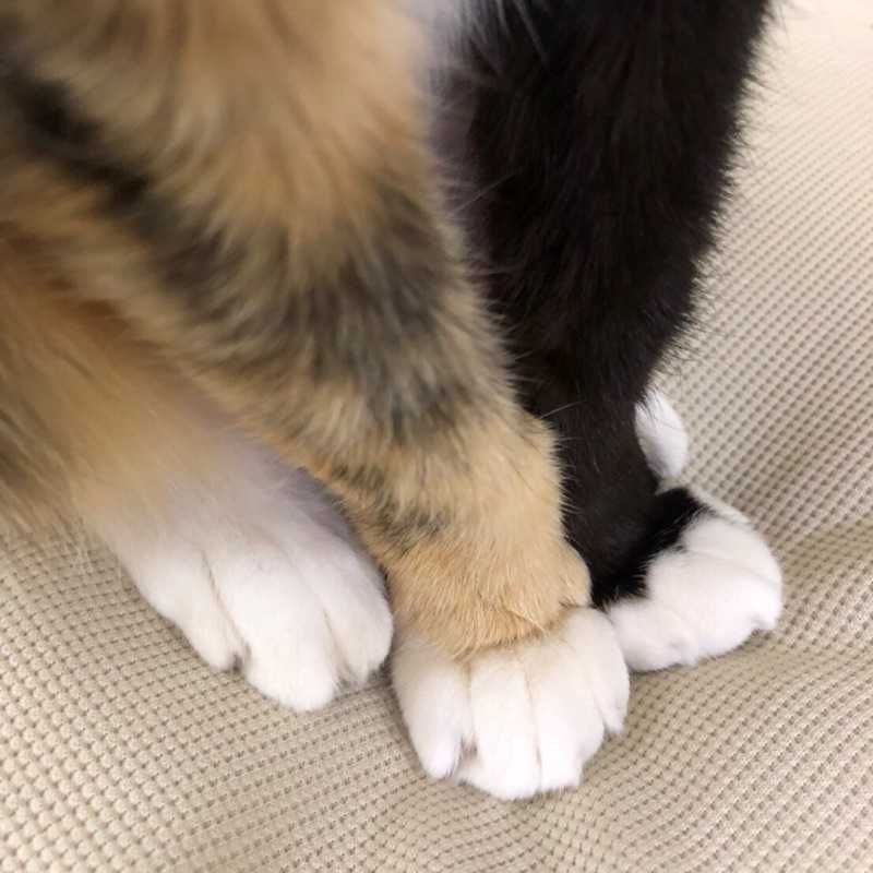 瞳