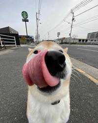 にーちょ