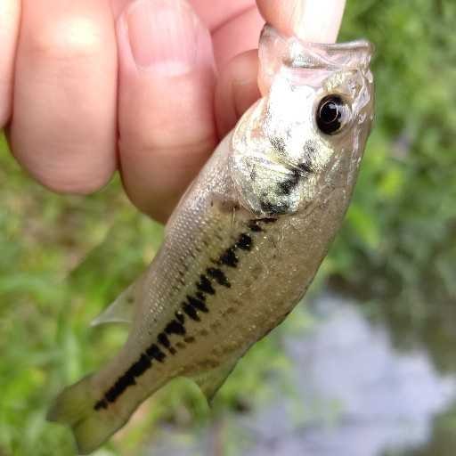 ひろぽん