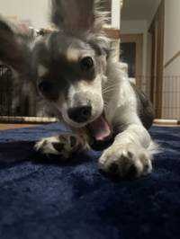 おすし