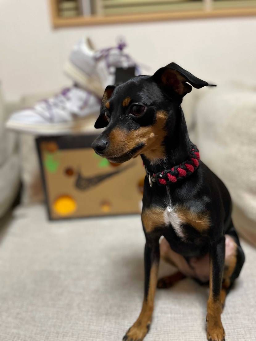 lot1.49.50も気になるが、
個体も悪くないし当たり