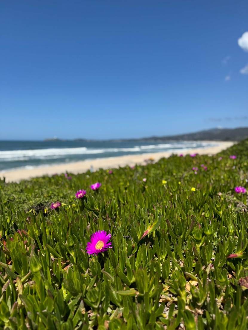 スニーカーと海とおっさん
バクヤギクの花言葉は"幸福"だそ
