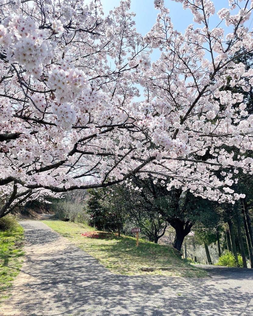 3月最後の休みの日
めっちゃ花見日和でした🌸

桜🌸と