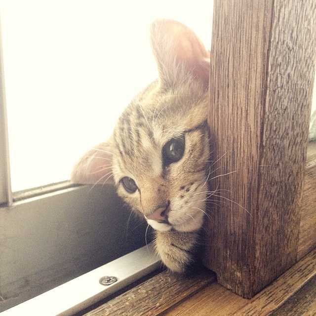 まるしゅん