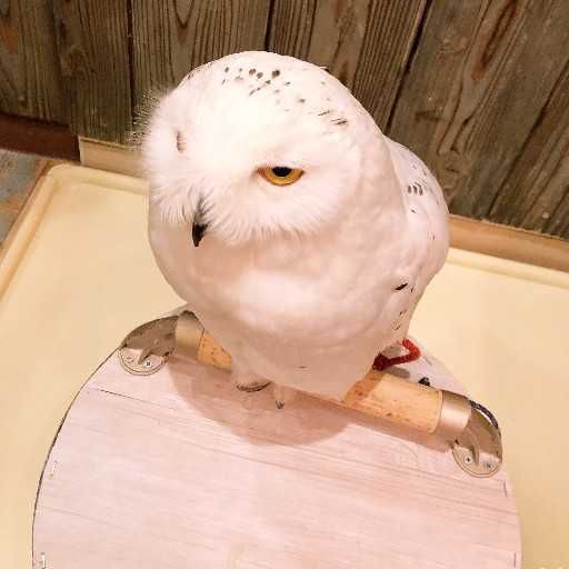 海斗(出品者)
