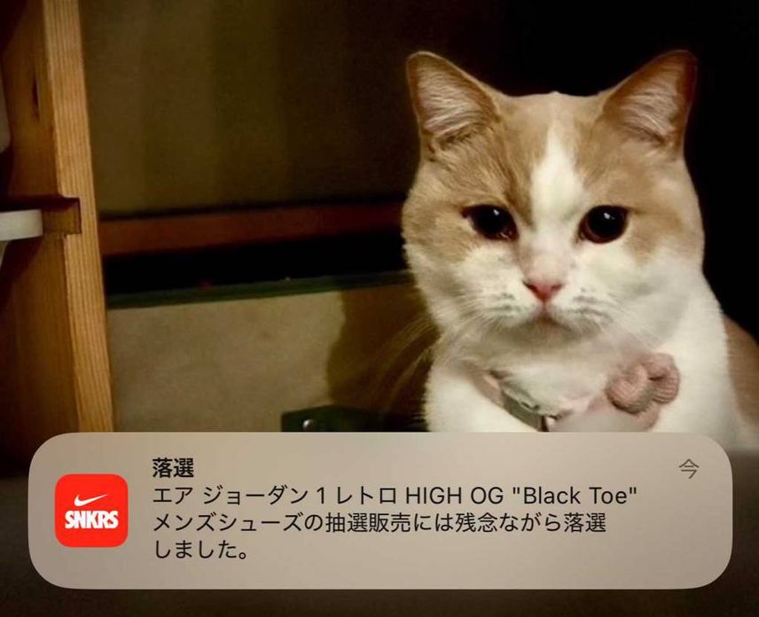 ウチの猫と落選通知でも見てってよ