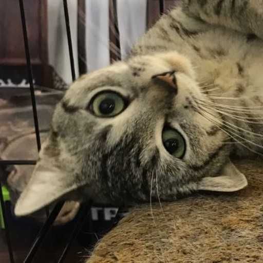 ユーザーアイコン