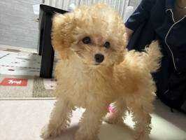 つくねちゃん