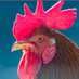 chicken_tikix2