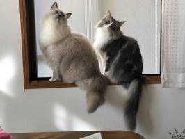 ユーザーアイコン