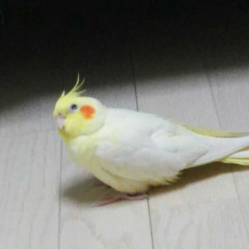 ユーザーアイコン