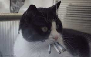 FFF