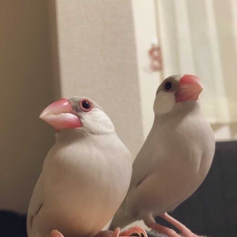 な