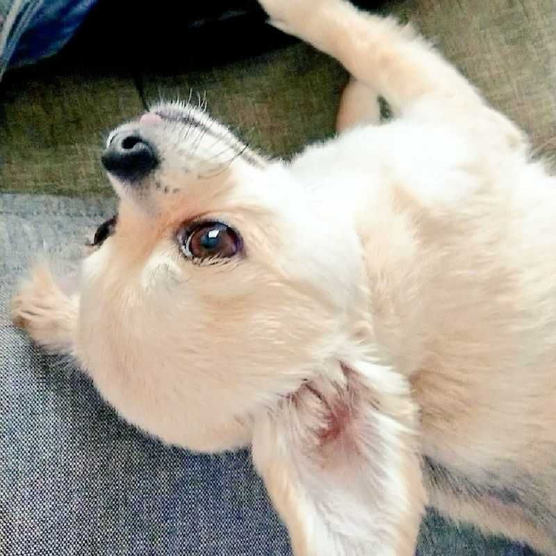 こうめしゃん