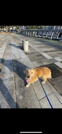 翔大