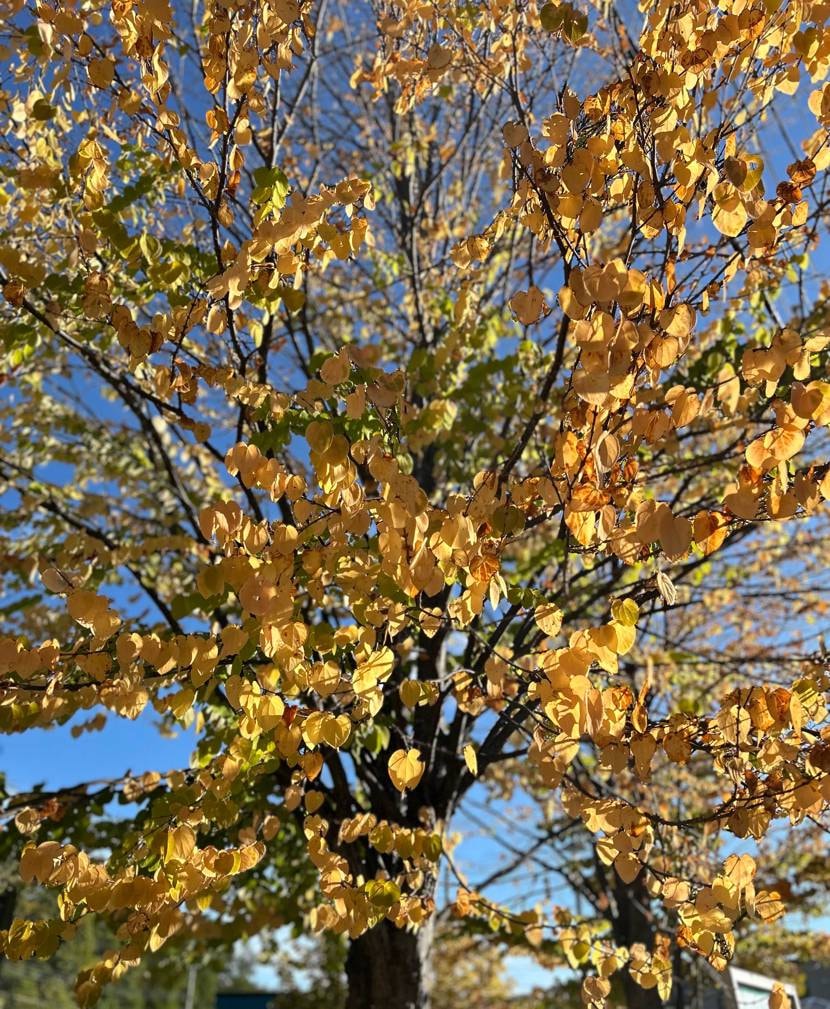 おはようございます☀
今朝の北国は気温8℃、紅葉も始まって