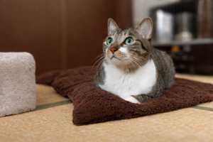 ユーザーアイコン