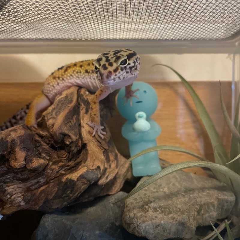 しょーごꉂ(ˊᗜˋ*)