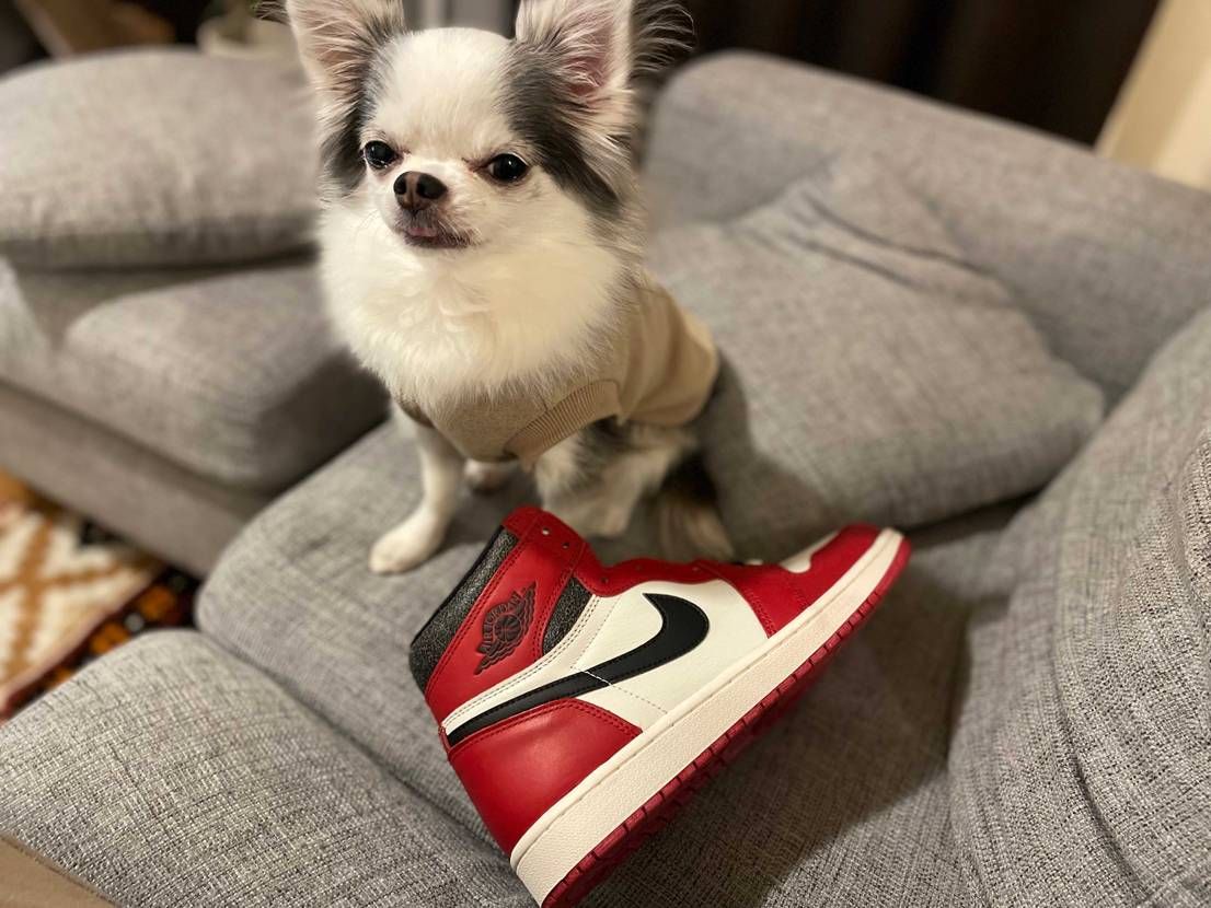 シカゴ🟥
と🐶

いつになったら定価で買えるやら😞