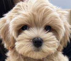 ユーザーアイコン