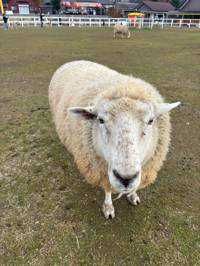 86