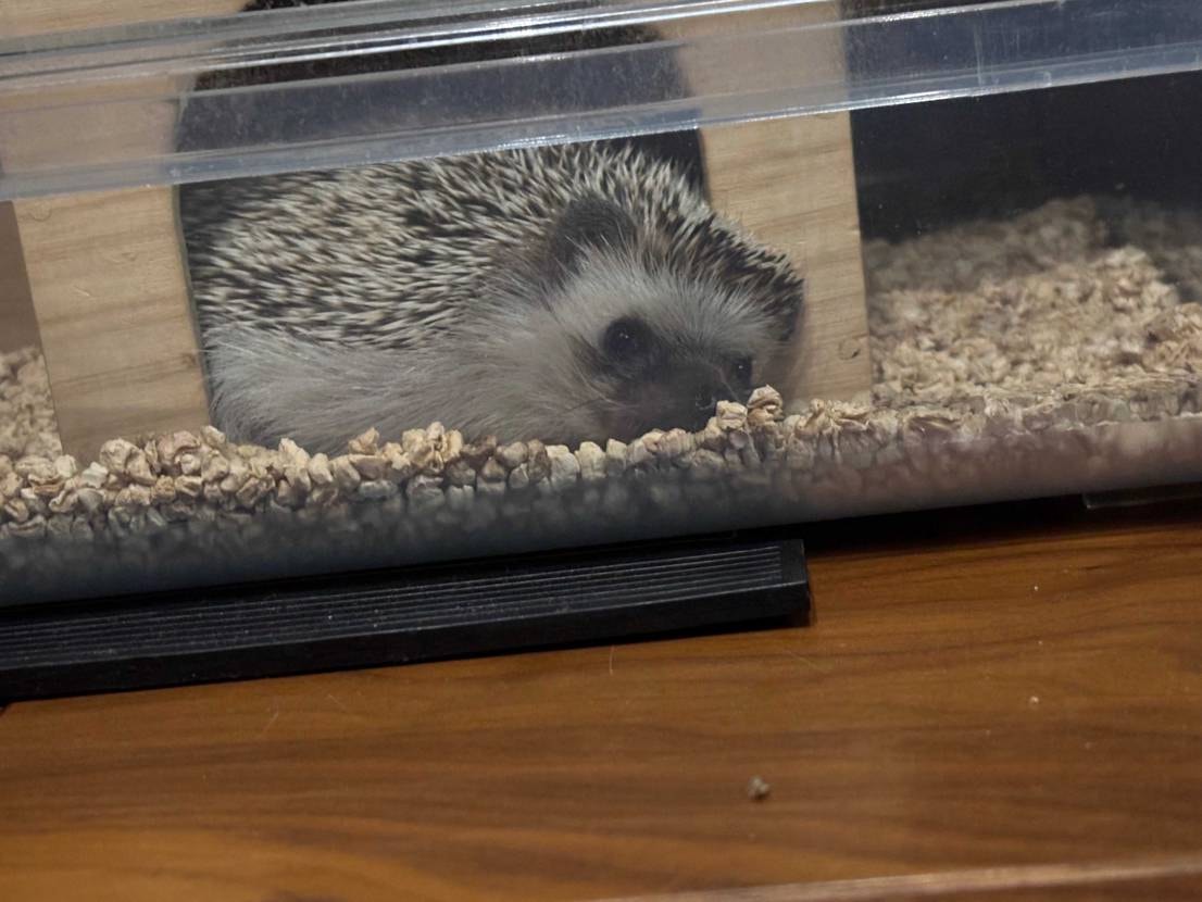 迷って迷って結構買っちゃった🫣

🦔はお眠むなようです💤