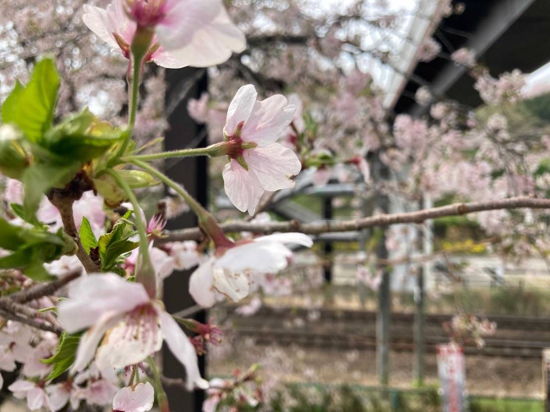 🌸🌸🌸
もう散り始めてる