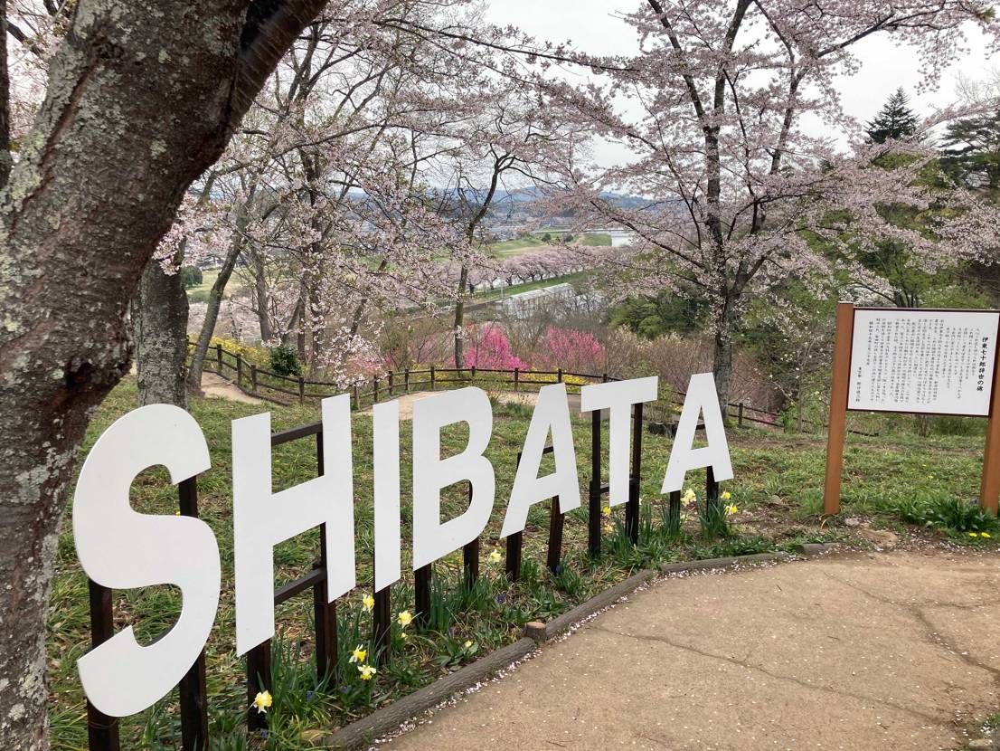 🌸🌸🌸
もう散り始めてる