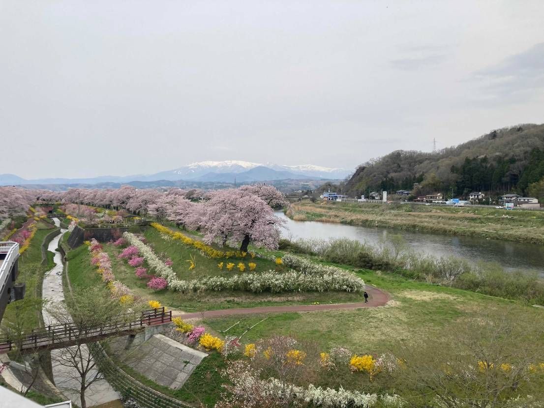 🌸🌸🌸
もう散り始めてる