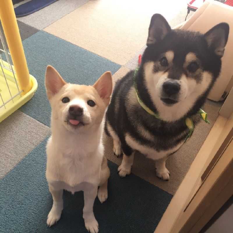 エミ