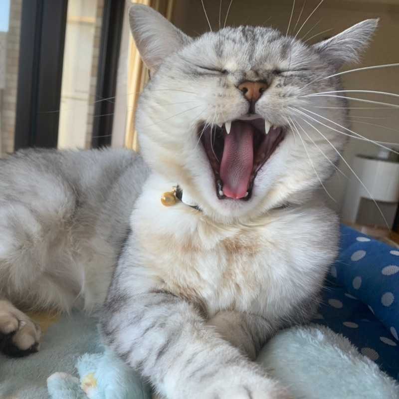 　さとやん
