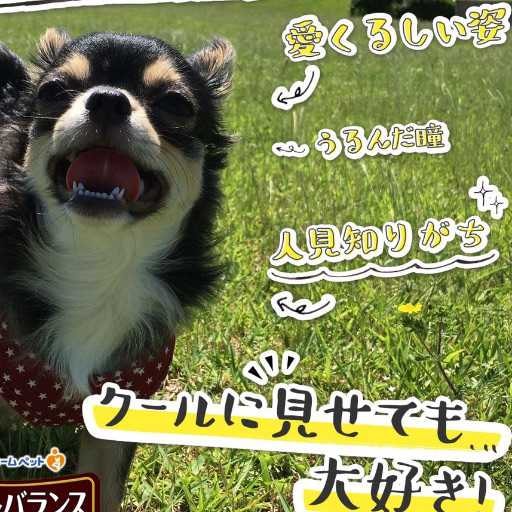 黒ノア