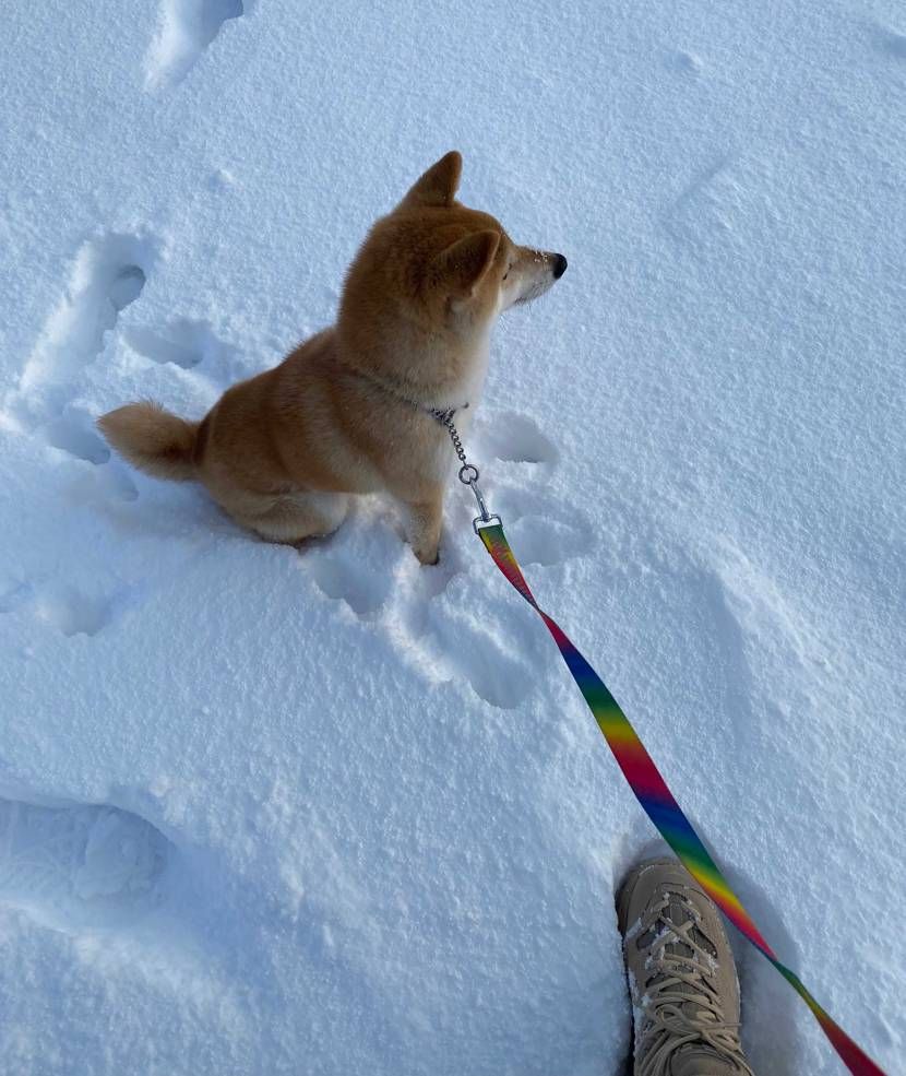 今日の散歩。
雪が大好きなうちの子。
天気予報見てたら当分hokaのtor 