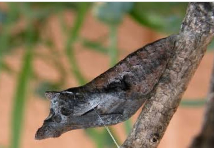 ショーンになりたかった