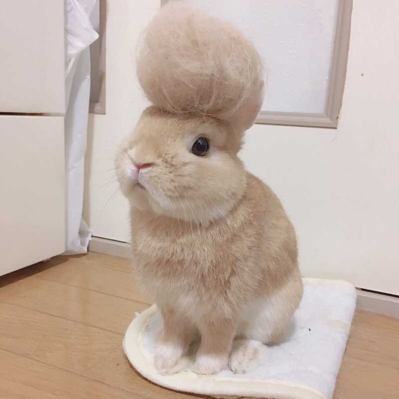 武田