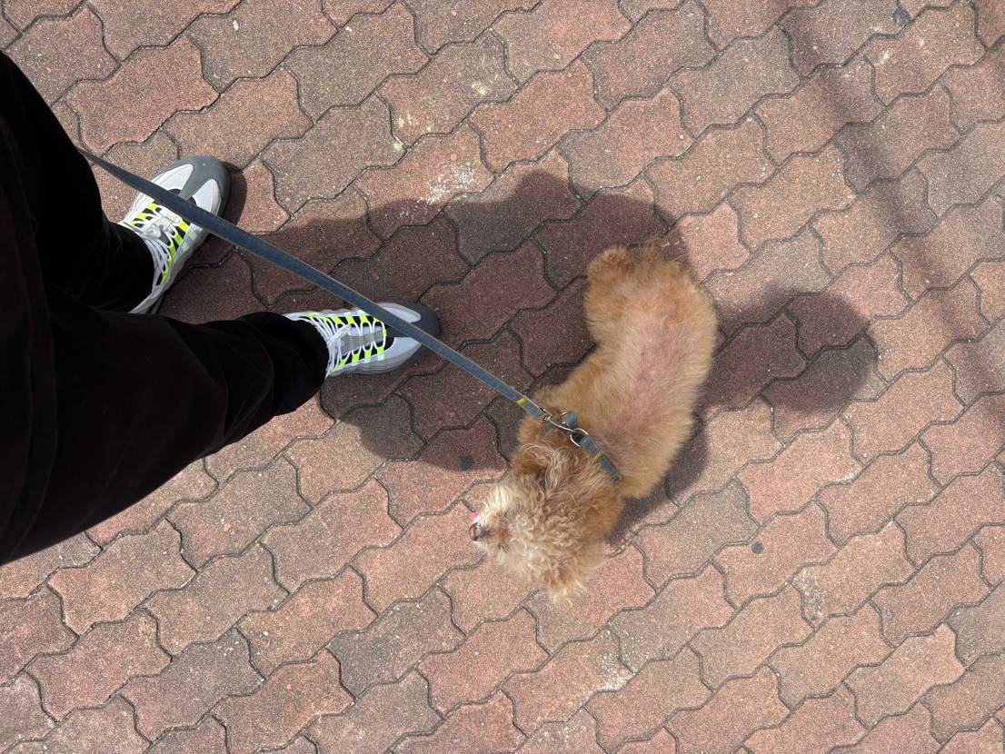 予備、6足あるから。
とにかく履きまくる🐶
95のneonは、常に無いと落ち